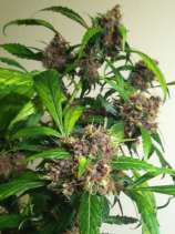 303 Widow strain photo