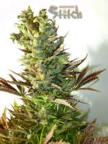 Stitch's Love Potion strain photo