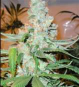 Triple Deez strain photo