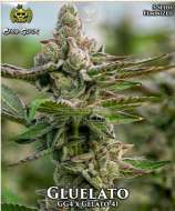 Gluelato strain photo