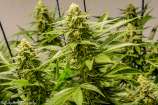 Brothers Grimm - Apollo13 strain photo