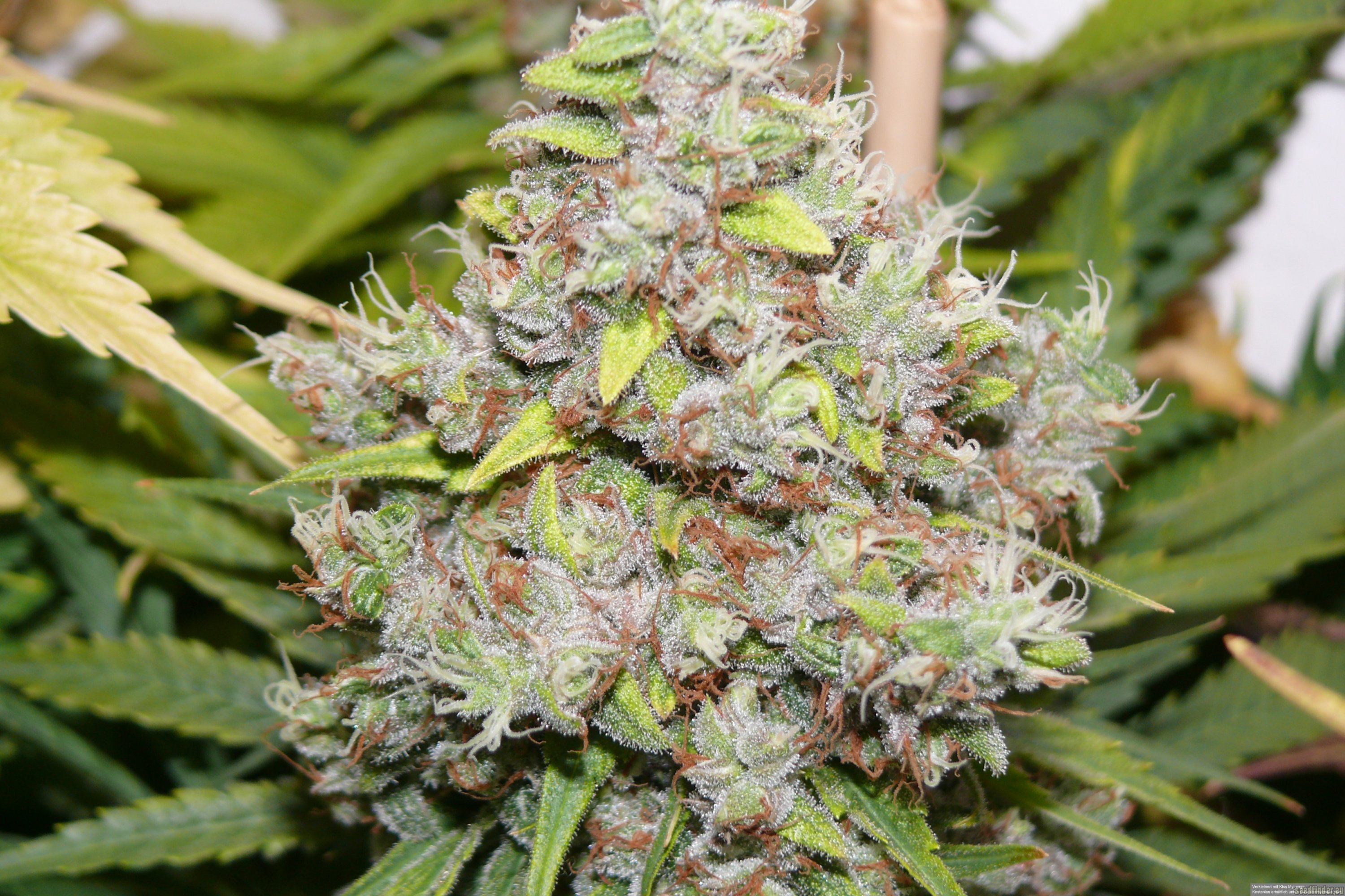 California Hash Plant strain photo