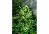 White Widow strain photo