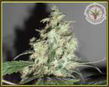 A Cheesy Mist strain photo