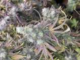 G-Chem strain photo