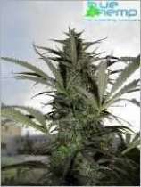Afghani Wonder strain photo