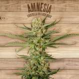 Amnesia strain photo