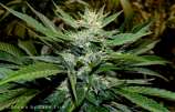 Gage Green Genetics - Mindscape strain photo