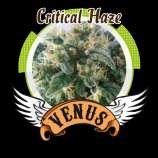 Venus Genetics - Critical Haze strain photo