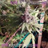 Purple Caper Seeds - Cookie Lady strain photo