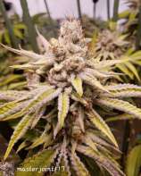 Sugar Cube strain photo
