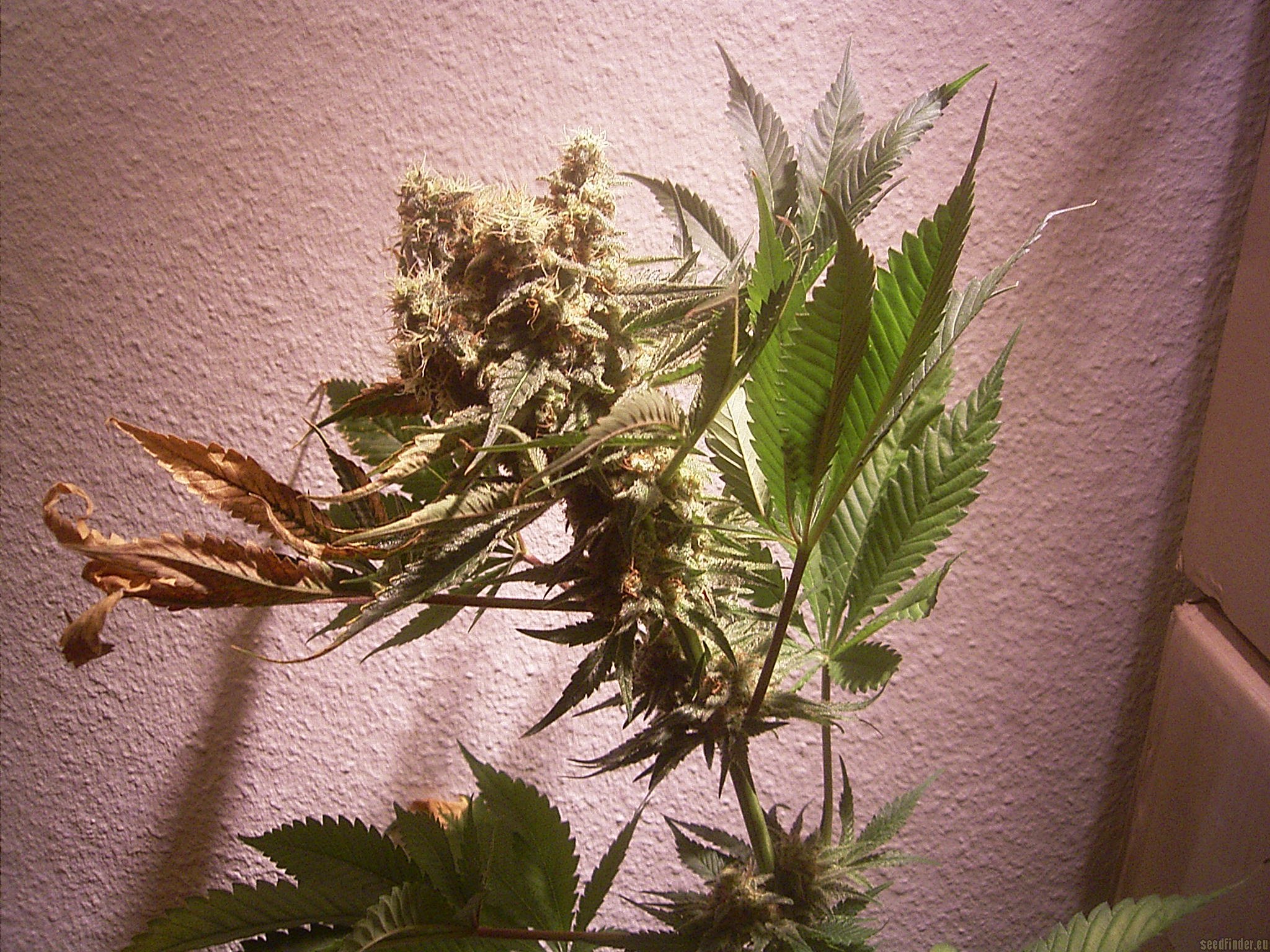 CBD Nordle strain photo