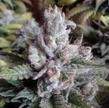 Alien OG Kush strain photo