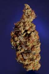 Somari strain photo