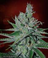 Double Jack Auto strain photo