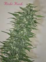 Rishi Kush strain photo