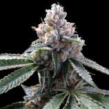 Florida Lemons strain photo