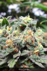 Blue Dream strain photo