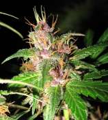 Cranberry Haze strain photo