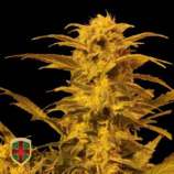 Destroyer Auto strain photo