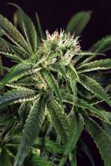 Amnesia #7 strain photo