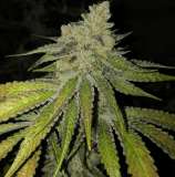 Kobe strain photo