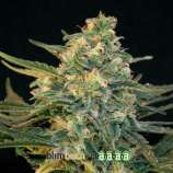 Guanabana strain photo