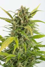 Haze Autoflowering CBD strain photo