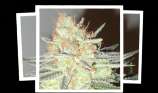 Cotton Candy Cane strain photo