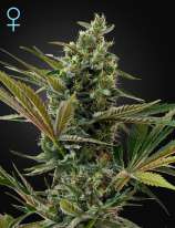 Super Lemon Haze Automatic CBD strain photo