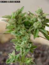 Chemo X Jack Herer strain photo