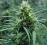 Shiva strain photo