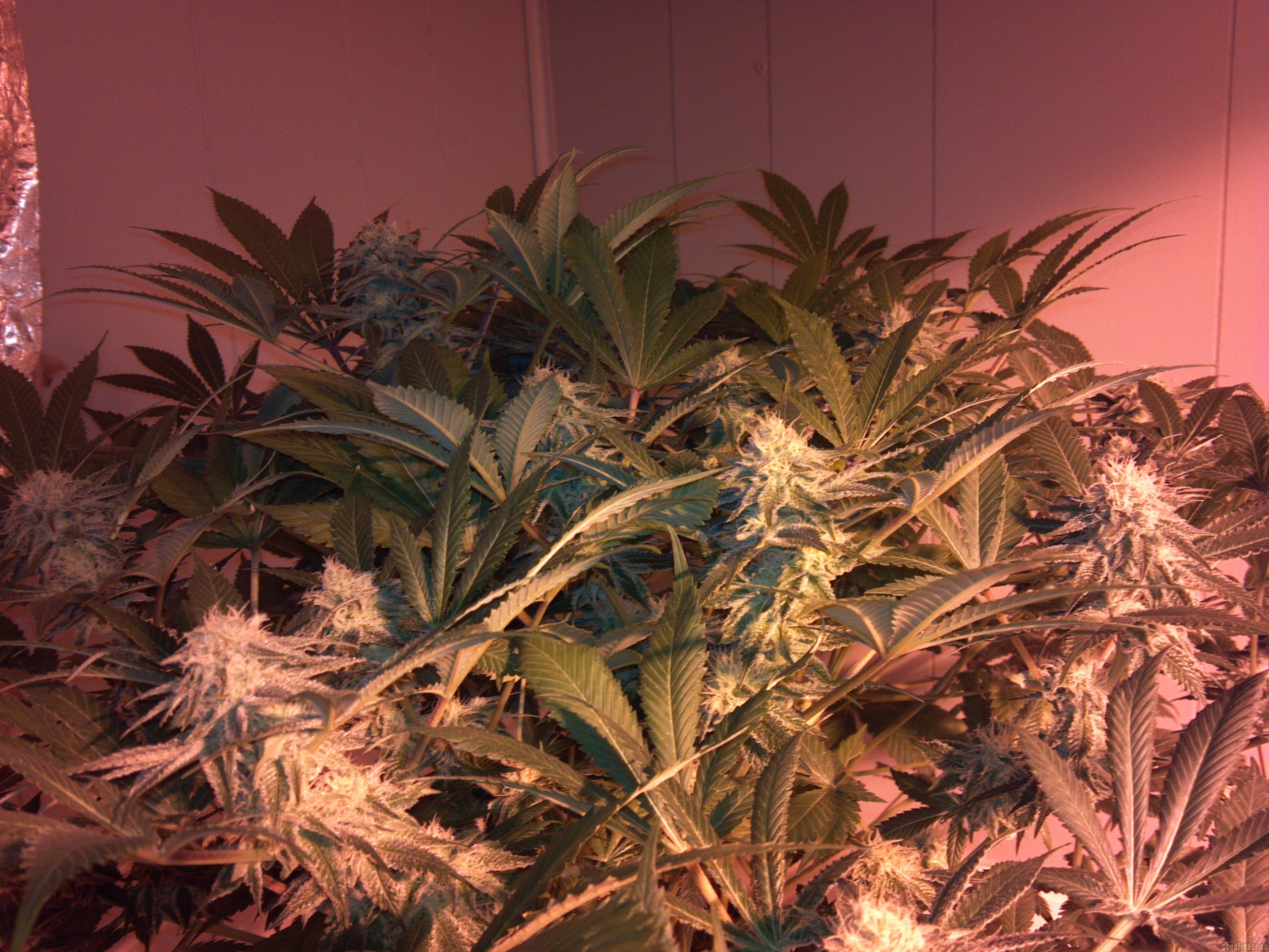 Raw Diesel strain photo