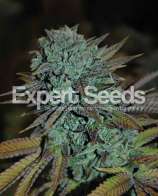 Gorrila Glue #4 strain photo
