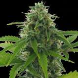 AC Genetics - Fast Haze strain photo