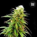 Auto Zkittly Zi Zi strain photo