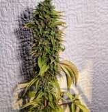 London OG strain photo