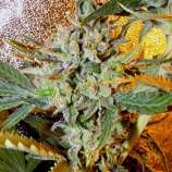 Cheesey Jones strain photo