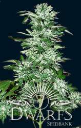 Cyclops strain photo