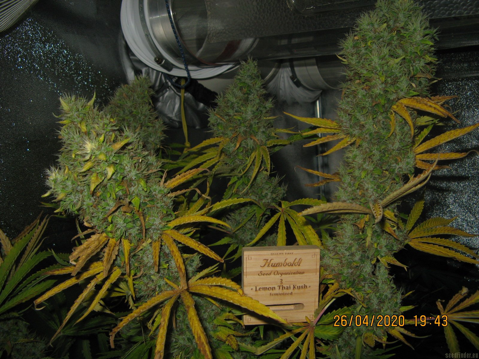 Lemon Thai Kush strain photo