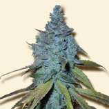 Auto Northern Light strain photo