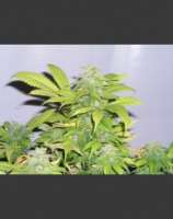 Short Ryder strain photo