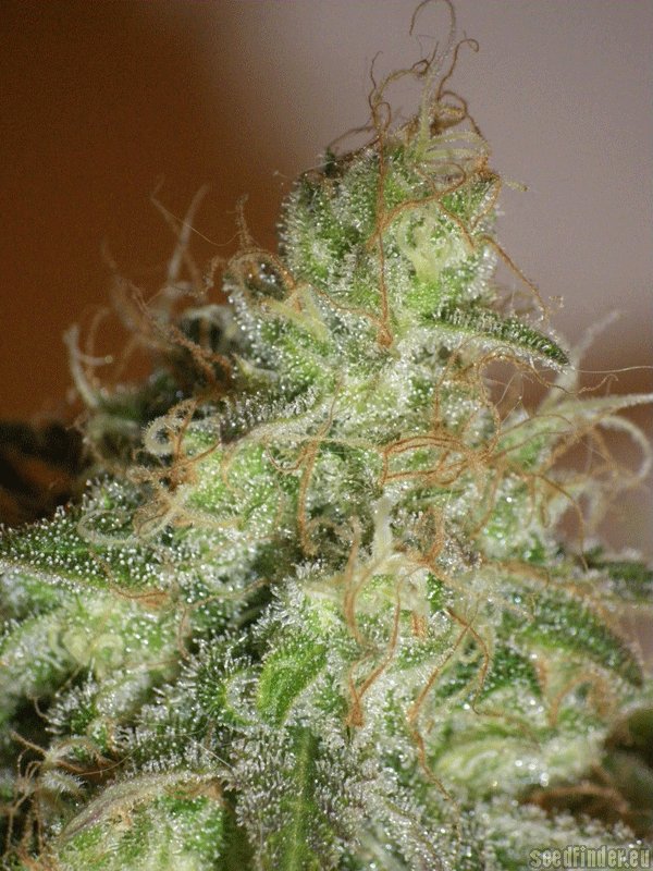 White Chronic strain photo