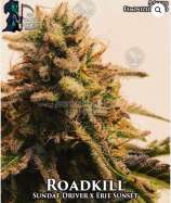 Roadkill strain photo