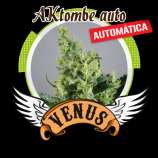 AKtombe auto strain photo