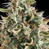 White Widow strain photo