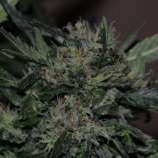 Mazar-i-Sharif strain photo