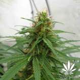 Indreadible strain photo