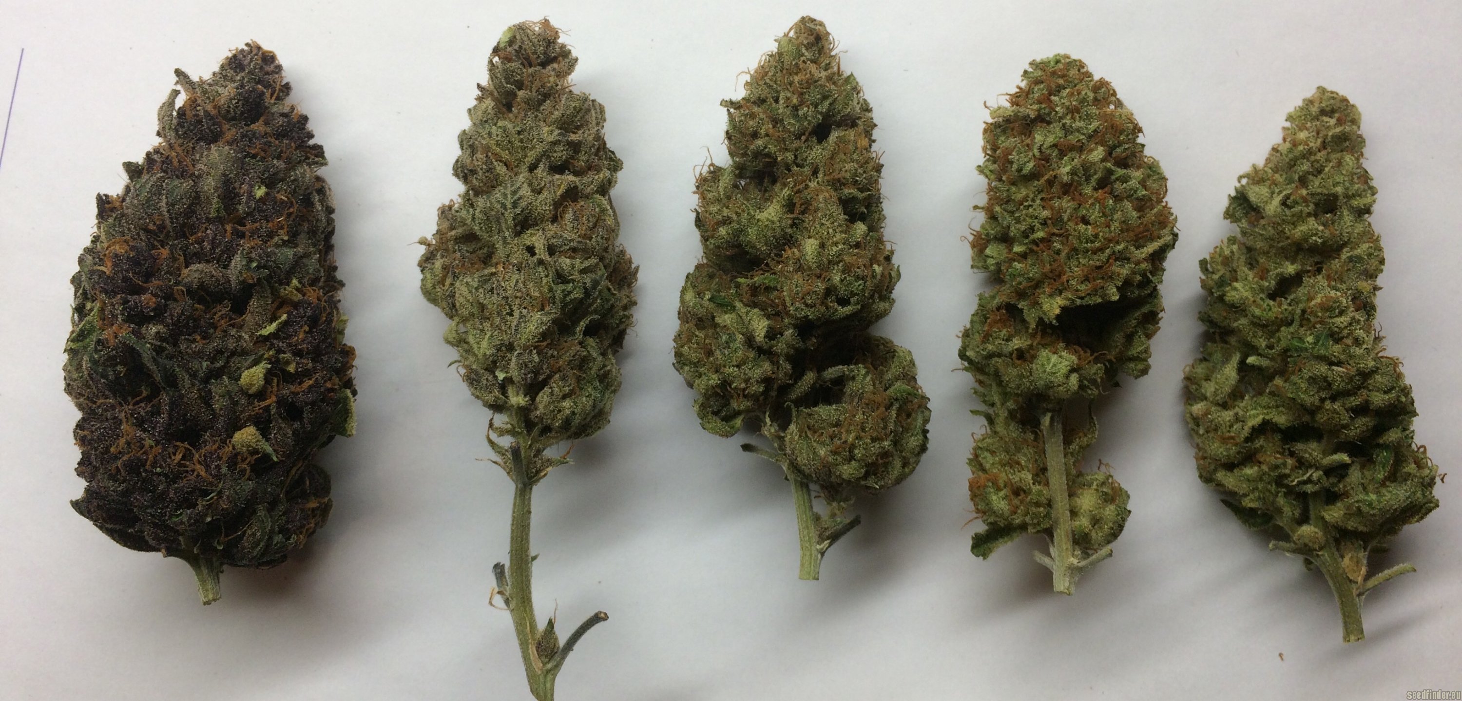 Red Hot Cookies strain photo