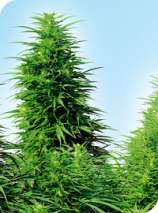 Ruderalis Skunk strain photo